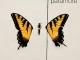 Brand New Eyes